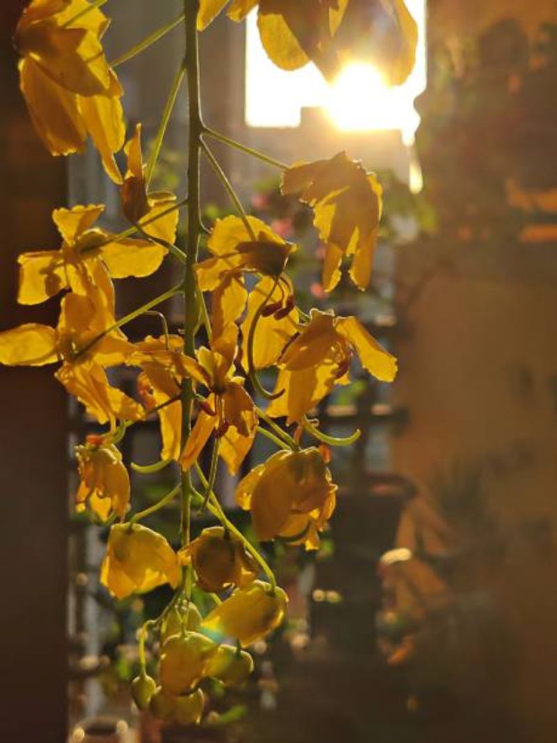 Vishu 2024 Facts: 'Konnapoo' is Thailand’s national flower- Asianet ...