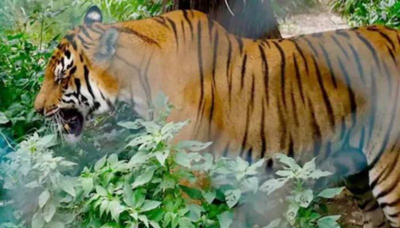 Tiger presence in Perambra Estate and Koorachund areas of Kozhikode