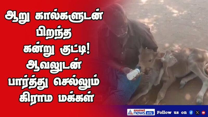 Local people look at the calf born with 6 legs in Palani with amazement vel