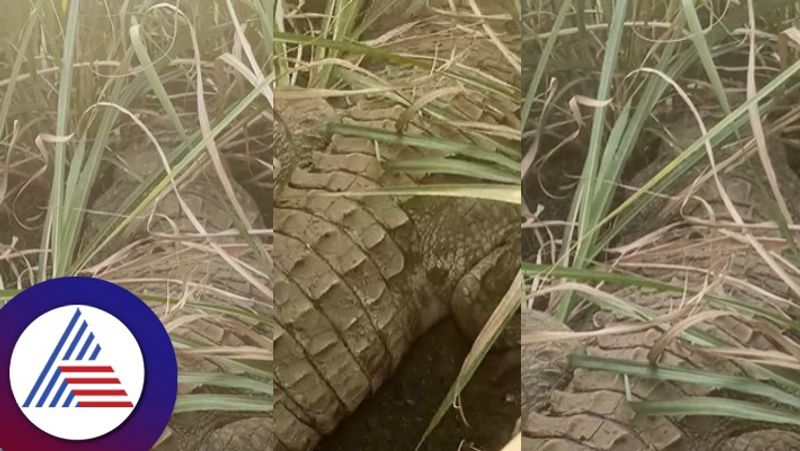 Karnataka Heat stroke A huge crocodile entered the farmers farm at chikkodi rav 