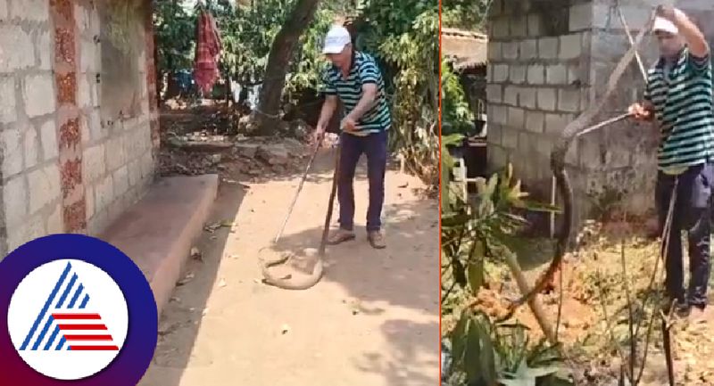 A cobra swallowed kitten in mudigere at chikkamagaluru rav