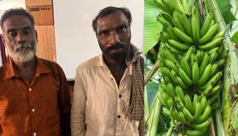 Two men were arrested for stealing bananas in Wayanad