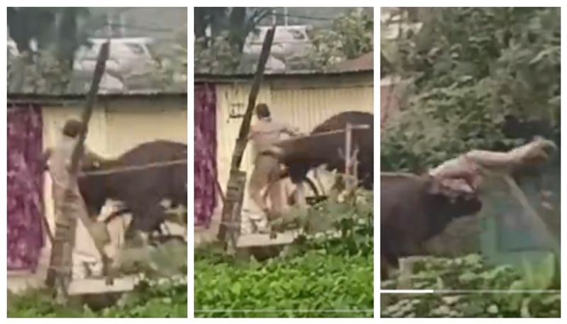 Video of Wild Gaur hanging a man who ignored the warning and went ahead has gone viral 