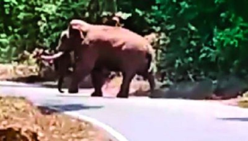 Wild Elephant that Damaged the Bike at HD Kote in Mysuru grg 