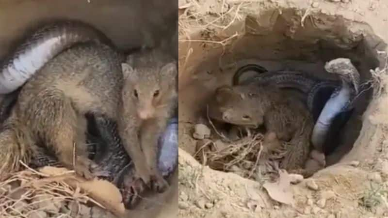 A video of a deadly fight between a mongoose and a snake inside a pothole goes viral-rag