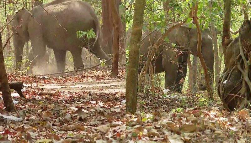 wild elephant hit by train and injured in palakkad, forest veterinary doctors examined 