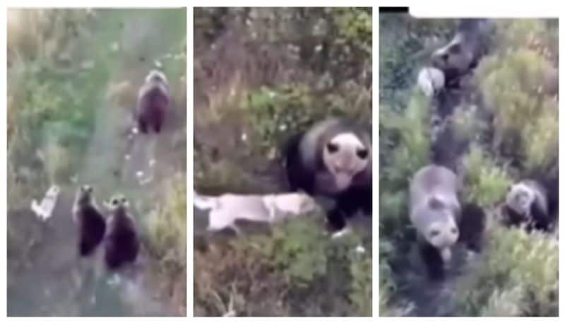 Drone video of missing dog playing with bear cubs goes viral