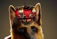 world pet day 2024 meet world's richest dog Gunther vi worth at 4000 crore kxa   