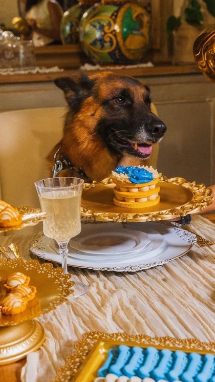 <p>दुनिया के सबसे महंगा कुत्ते का नाम Gunther vi dog है। जिसे मोस्ट एक्सपेंसिव डॉग के खिताब से नवाजा गया है। इतना ही नहीं कुत्ते को बिल्कुल इंसानो वाला ट्रीटमेंट दिया जाता है। </p>
