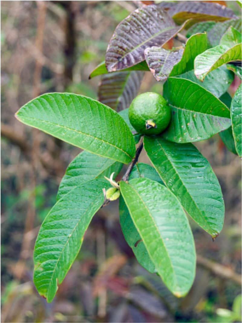 Health Benefits of Guava leaves rsl