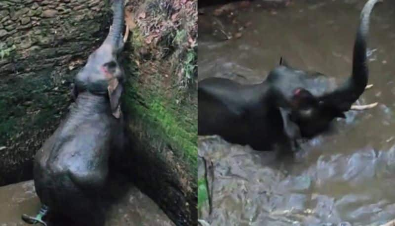 Kerala: Elephant falls into well in Kothamangalam; rescue operation continues rkn