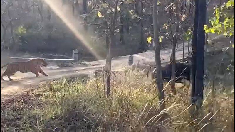 tiger chase a bison for food at topslip forest range near pollachi video goes viral vel