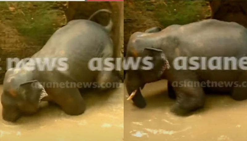 local protest for damaging water resource to rescue wild elephant in Kothamangalam 