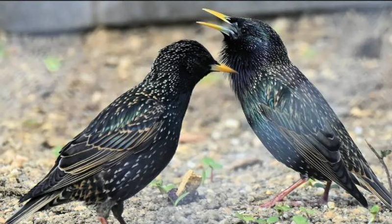 birds copying siren sound and its confusing police 