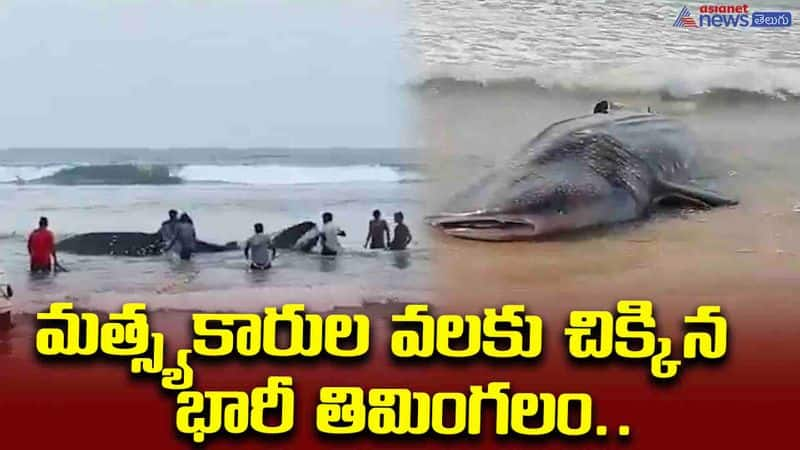 A huge whale caught in the fishermen's net.