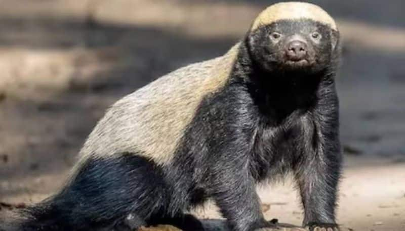 honey badger the most fearless animal 