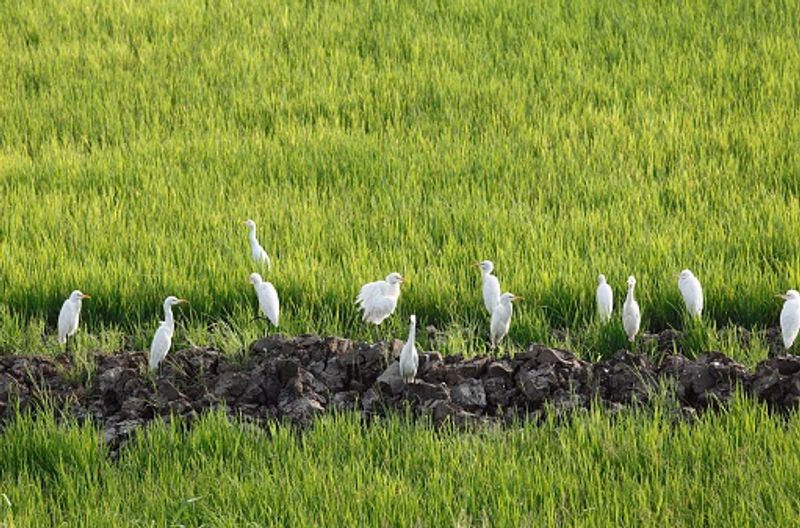 Kerala government allocates Rs. 50 crore to SupplyCo for Paddy procurement; Read on ATG