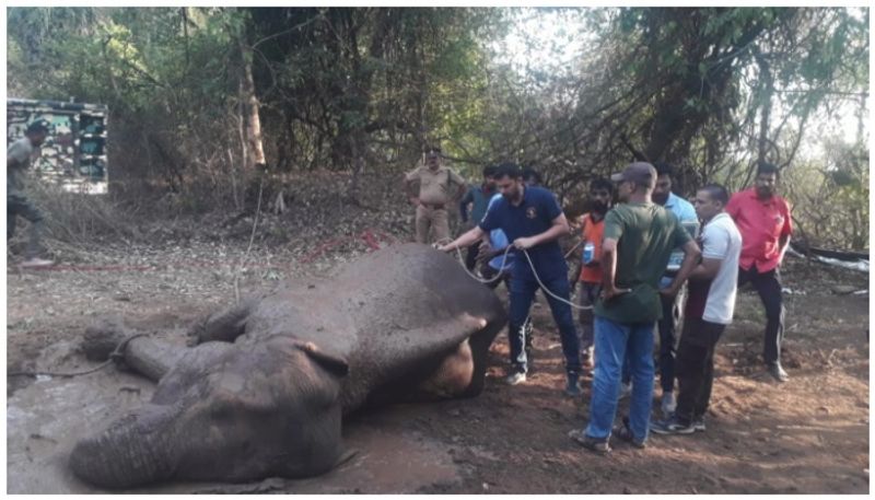 injured wild elephant died malampuzha 