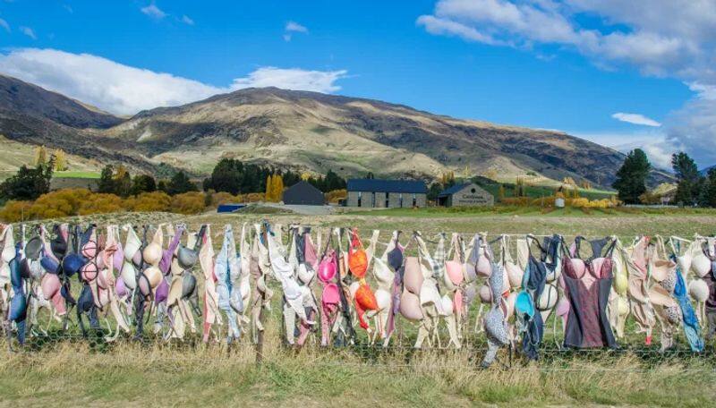 Strand Ritual in New Zealand young women hand their bra in fence do you know why ans