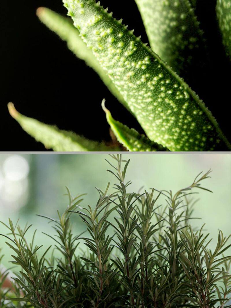 Aloe vera to rosemary 7 plants to boost your mental well-being gcw eai