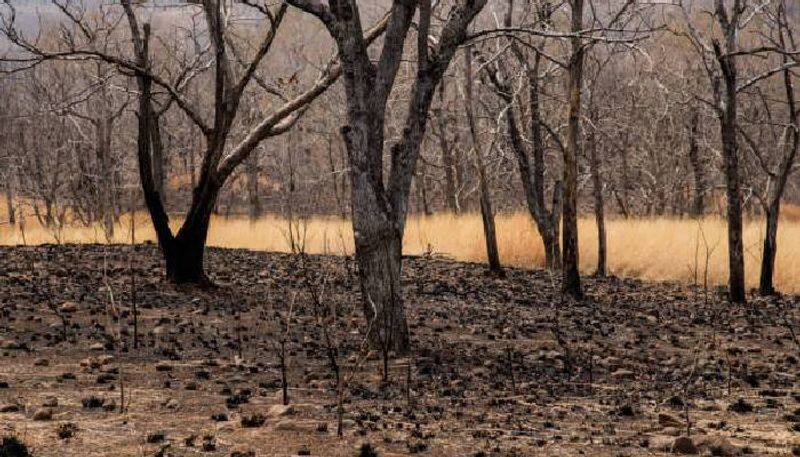 2.33 million hectares of tree india lost from 2000 Global Forest Watch report 