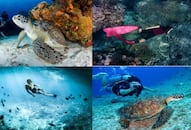 top 6 best scuba diving places in india kxa 