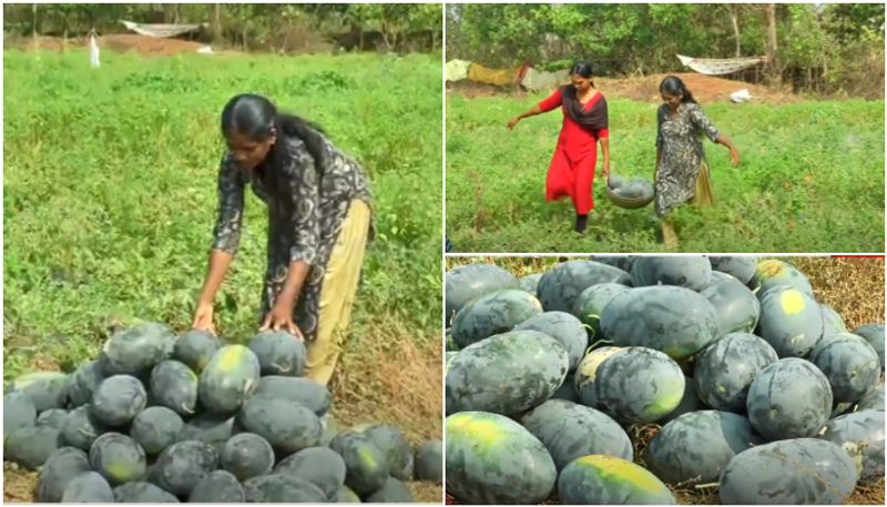 watermelon farming 73 days success story of housewife from Kasaragod 