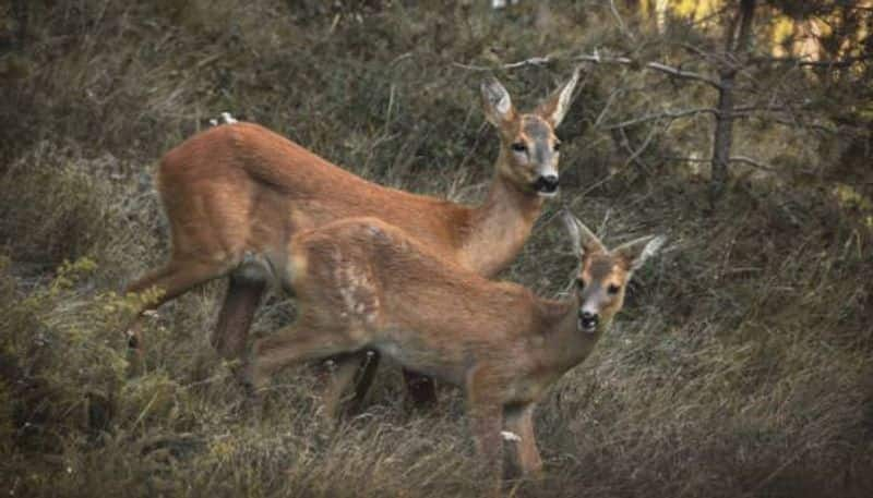 responsible hunting in Finland 