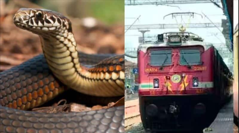 A passenger fell ill after being bitten by a snake while traveling in Guruvayur Madurai Express train akb