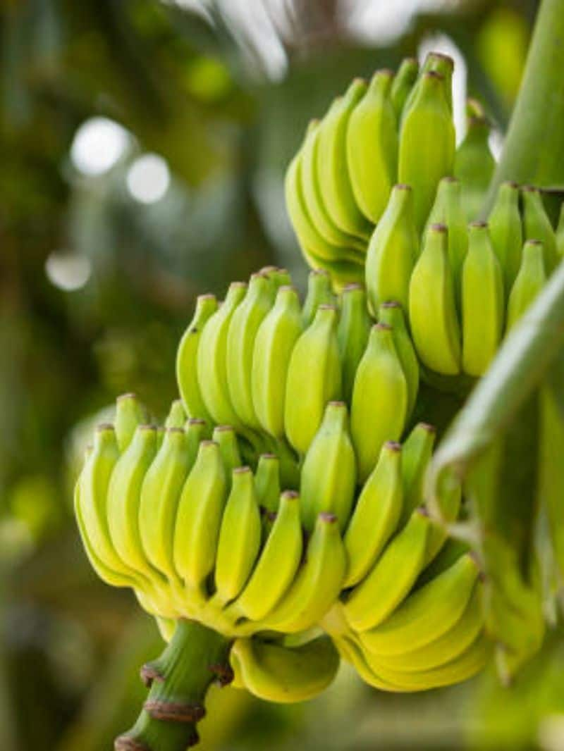 This Elderly Womans Natural Process Of Ripening Bananas Will Amaze You Vin