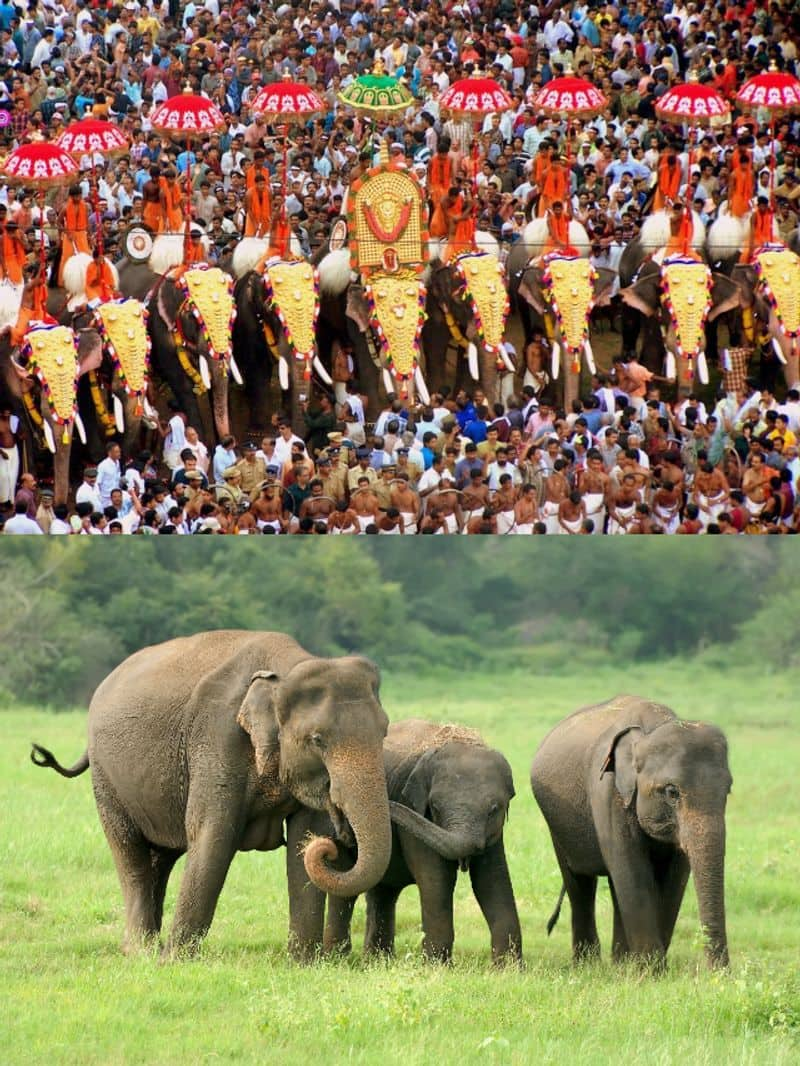 Why elephant is considered as state animal of Kerala?