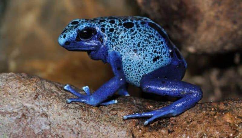 Poison dart frog found in Colombia costs lakhs 