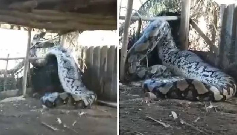 giant python trying to escape scary video 