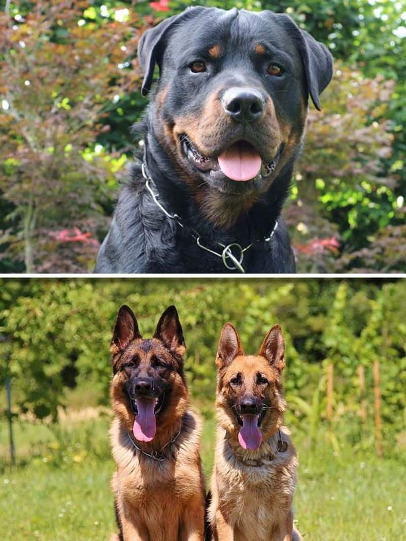 Rottweiler to German Shepherd-7 dog breeds for guard and protection RBA EAI