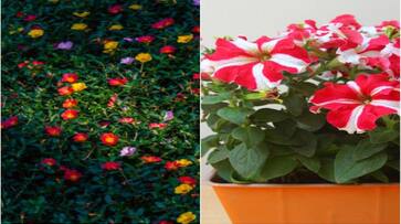 Petunia to Moss Rose: 8 beautiful hanging plants that you can easily grow at home nti