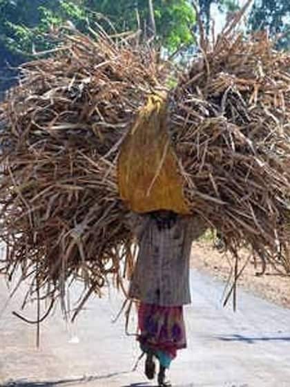 <p>माधोपट्टी गांव में लगभग  75 घर हैं और इन 75 घरों में से अब तक यह गांव देश को 51  IAS, IRS IFS  और IPS ऑफिसर दे चुका है।<br />
<br />
 </p>
