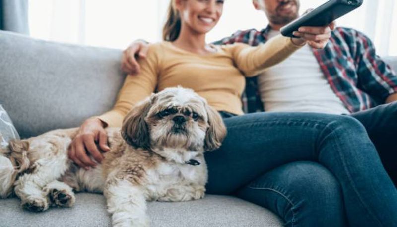 uk pets getting addicted to tv study 