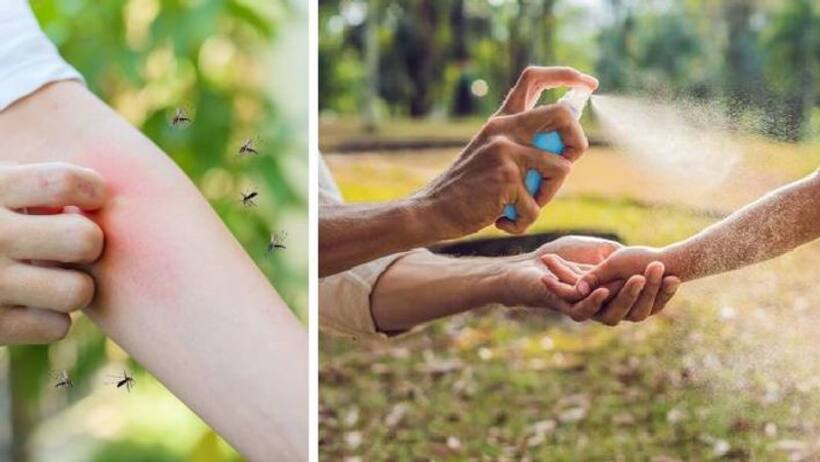मच्छरों की हो जाएगी ऐसी की तैसी, ये 6 घरेलू नुस्खे मच्छरों को देंगे भगा