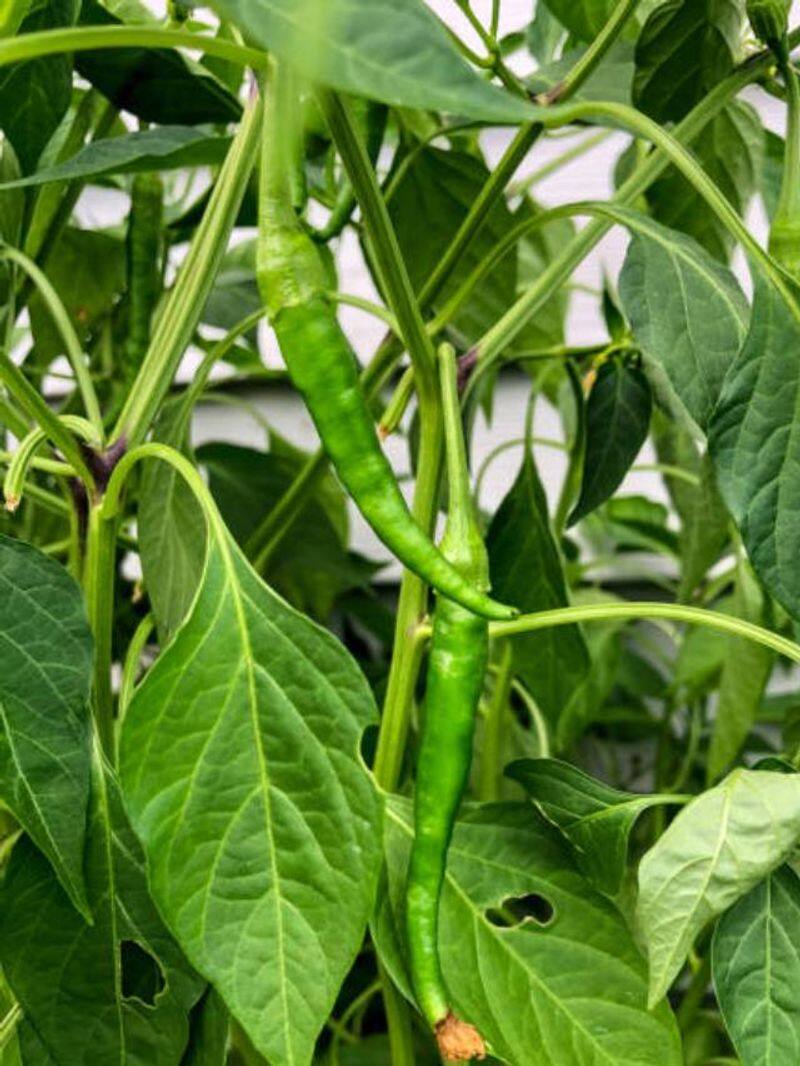 how to grow green chillies in home 