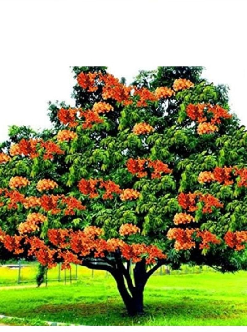 How  Ashoka Tree Related to Women Periods 