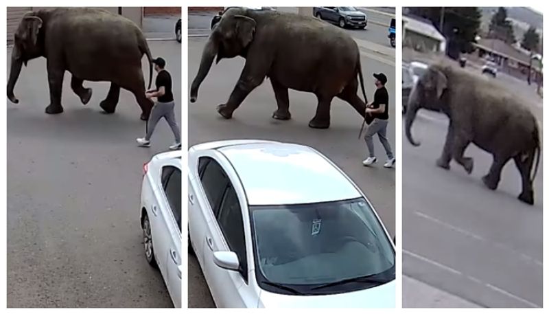 CCTV videos go viral on elephant running on the streets of the US