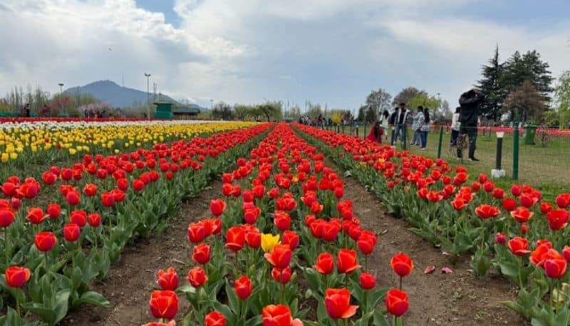 travel story of the tulip spring in Kashmir by C R pusha