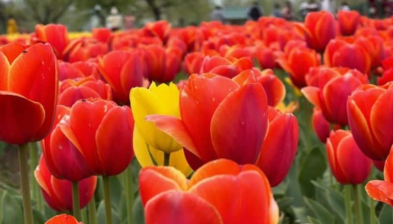 travel story of the tulip spring in Kashmir by C R pusha