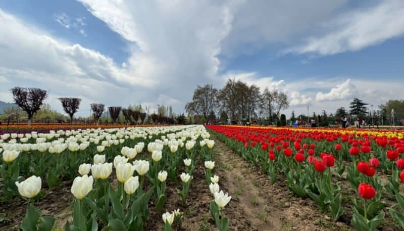 travel story of the tulip spring in Kashmir by C R pusha