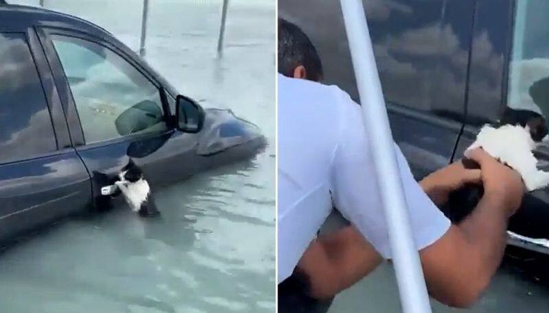 Dubai floods: Video of cat saved after being found clinging to car door amidst rainfall moves internet (WATCH) AJR