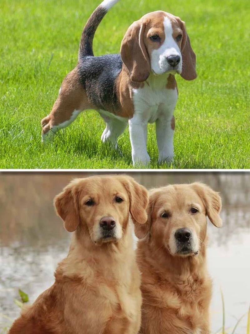 Beagle to Golden Retriever-7 Best Therapy Dog Breeds In India RBA EAI