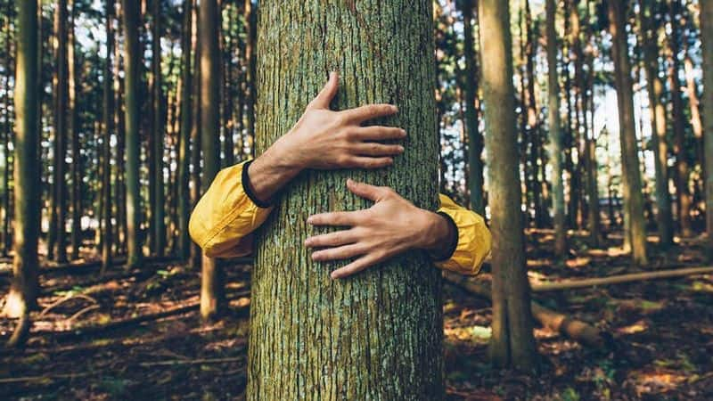 Hugging Trees For Rs 1,500? Ad By Bengaluru Company Shocks Internet sgb