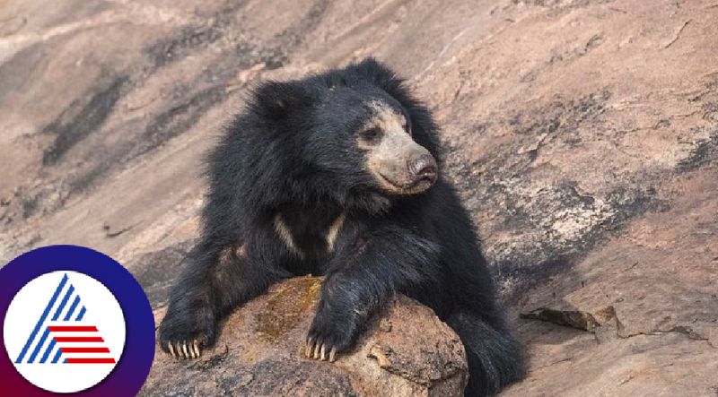 Old man dies due to bear attack it happened rampur at koppal rav