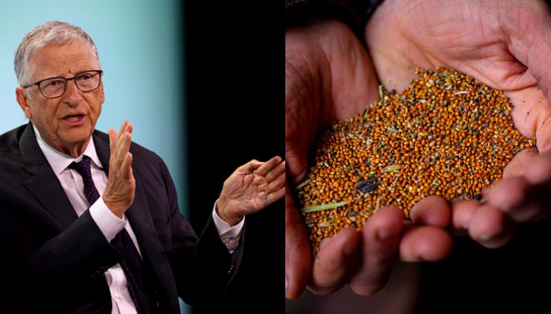 Bill Gates says hes fascinated by millets Why aren t they eaten everywhere