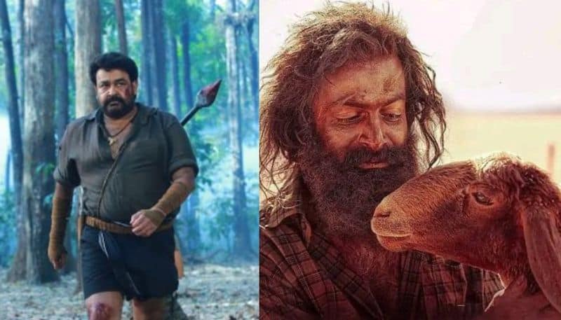 reports says prithviraj movie aadujeevitham crossed mohanlal film pulimurugan collection 